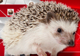 Website Traffic Hog